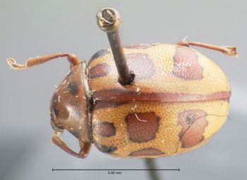 Media type: image; Entomology 17307   Aspect: habitus dorsal view
